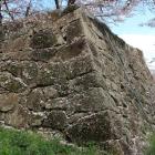 石垣に桜が降り積もる