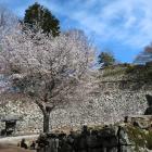 三の丸の桜