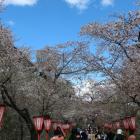 桜まつり開催中