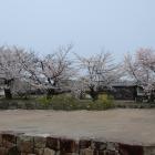 下の段広場の桜