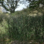 主郭下の空堀辺り