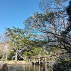 桜と白山公園2