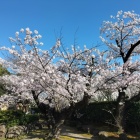 桜と白山公園3