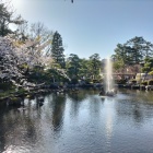 桜と白山公園1