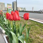 萬代橋西詰より1