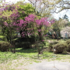 本丸内部のスオウサクラ