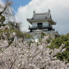 緑橋南手前より望む桜越の天守閣