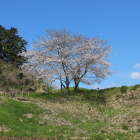 東の丸３本桜本丸より