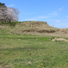東の丸の３本？桜と