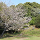 北の丸北の１本大桜と松尾山登り階段