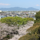 右上に富士山と本丸桜