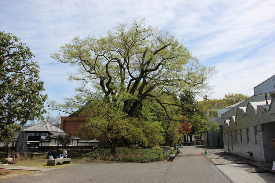 飯田城二の丸の長姫エドヒガン桜は葉桜
