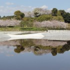 遊水池に映る逆さ桜の久野城R5/3/29撮影