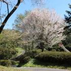 二の丸南曲輪部の桜