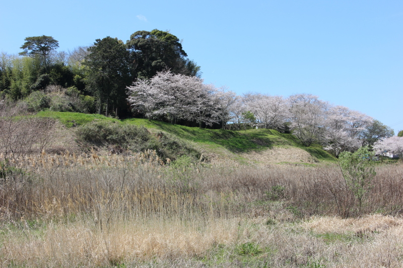 久野城北辺の大土塁と桜並木