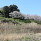 久野城北辺の大土塁と桜並木