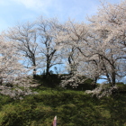 駐車場から見上げる北の丸下段覆われる桜