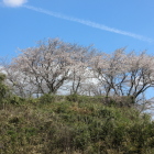 同左北下段の小竹が刈られて桜が良く観える