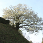 本丸裏手の白い大島桜