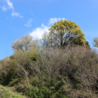 西より本丸の白い大島桜と萌黄新緑の樹木