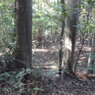 本丸西下横堀帯曲輪下の段曲輪