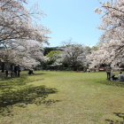 本丸内部の桜満開