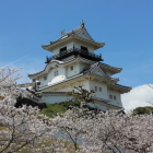 天守曲輪東下より桜越の天守閣