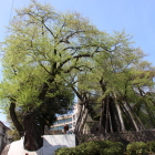 桜の丸夫婦エドヒガン枝垂れ桜も葉桜