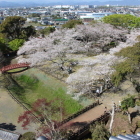展望階北より桜に覆われた本丸