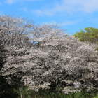 二の丸北土塁上の満開の桜