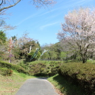 二の丸東端、桜と大堀切・本丸方向