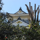 天守曲輪北側伐採剪定越の天守北面