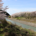 同左西の吉川沿い桜並木、南に２、３km桜並木が続く