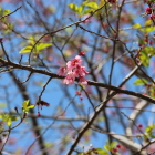 逆川沿いの残り掛川桜愛しい