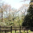 本丸虎口外の桜