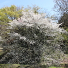 二重三日月堀の土塁上の満開桜