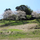 北辺大土塁上の桜並木