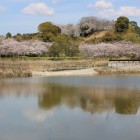 水面に映る桜の久野城さざ波で不可
