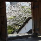 四脚門を額にして桜と脇白土塀
