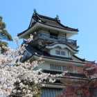 本丸より桜と天守閣Ⅰ