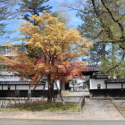 復元二の丸門辺りの色モミジ