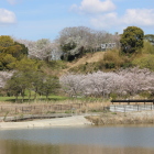 久野城本丸・大看板・南の丸桜越