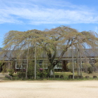 飯田山本IC近く杵原学校の枝垂れ桜は葉桜でした