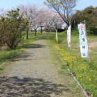 南の丸桜を南の丸通路より黄色いタンポポと