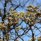 本丸藤棚の白藤少し咲き掛け