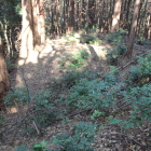 本丸北西下の帯曲輪群