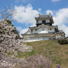 本丸より桜越に天守を見上げる