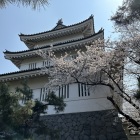 御三階櫓と桜