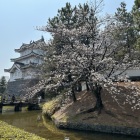 御三階櫓と桜