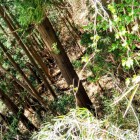 主曲輪北の帯曲輪